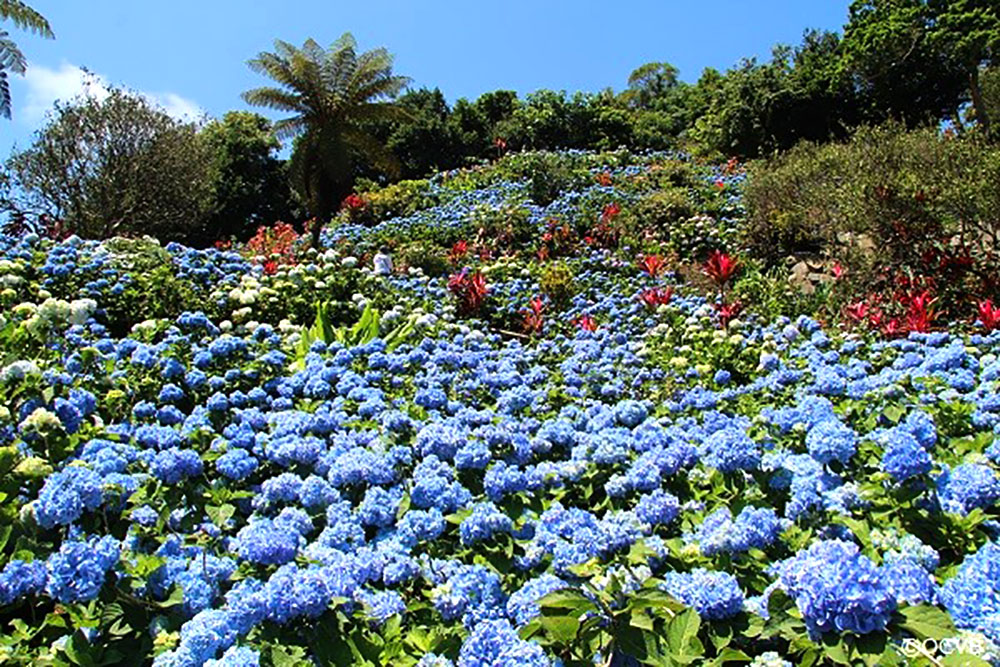 沖繩饒平名繡球花園